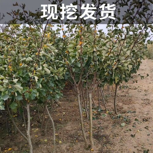 山楂树苗嫁接苗大五棱山楂树活苗南方北方种植庭院盆栽地栽果树苗 - 图1