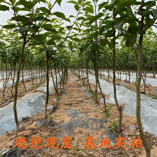 梨树苗嫁接特大库尔勒香梨树果苗盆栽地栽庭院南北方种植当年结果 - 图1