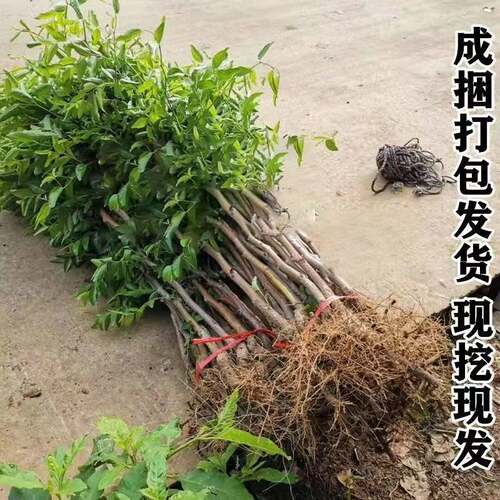 嫁接枣树苗特大新品种牛奶大青枣贵妃枣苗南北方种植盆栽地栽庭院 - 图0