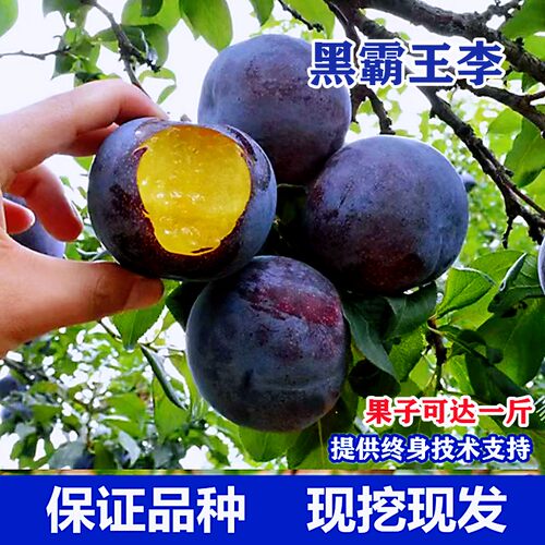 黑霸王李子苗特大晚熟李树果苗嫁接脆甜离核南方北方种植庭院盆栽 - 图1