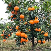 Seedless Worn citrus saplings grafted Sichuan orange tree saplings orange tree fruit tree fruit tree fruit seedlings are good to feed