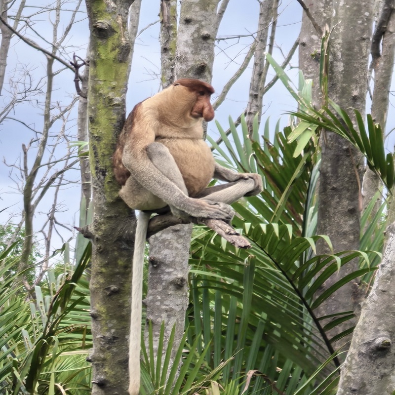 初海 马来西亚旅游 沙巴亚庇大王花基地一日游 可搭配kawa红树林 - 图3