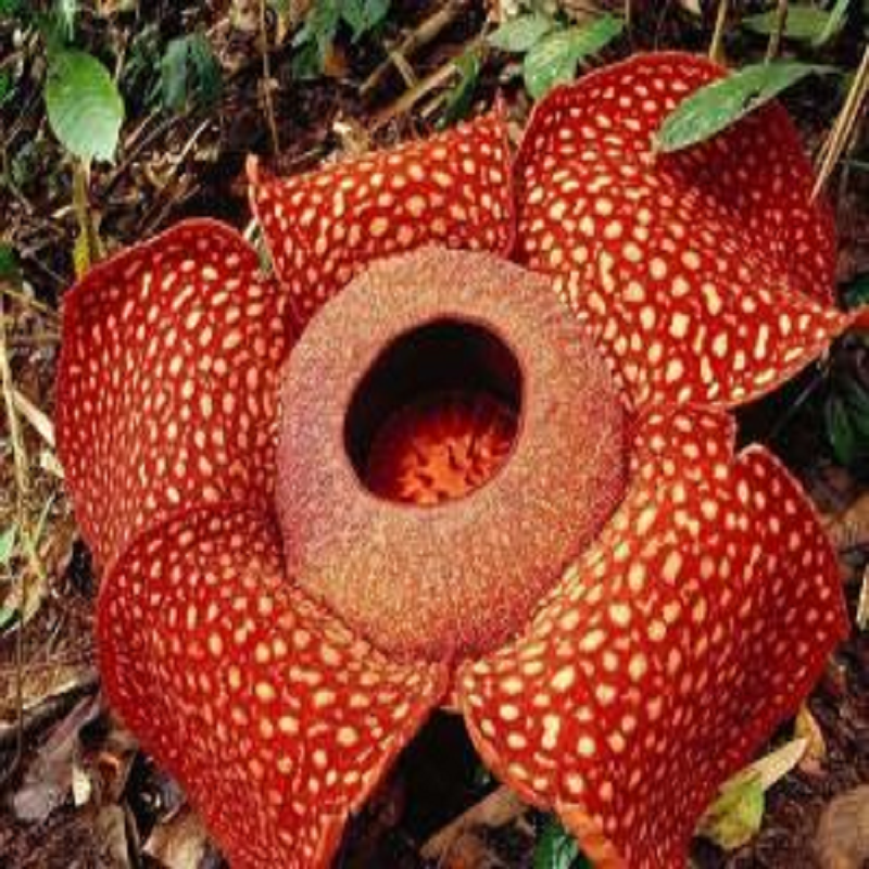 初海 马来西亚旅游 沙巴亚庇大王花基地一日游 可搭配kawa红树林 - 图1