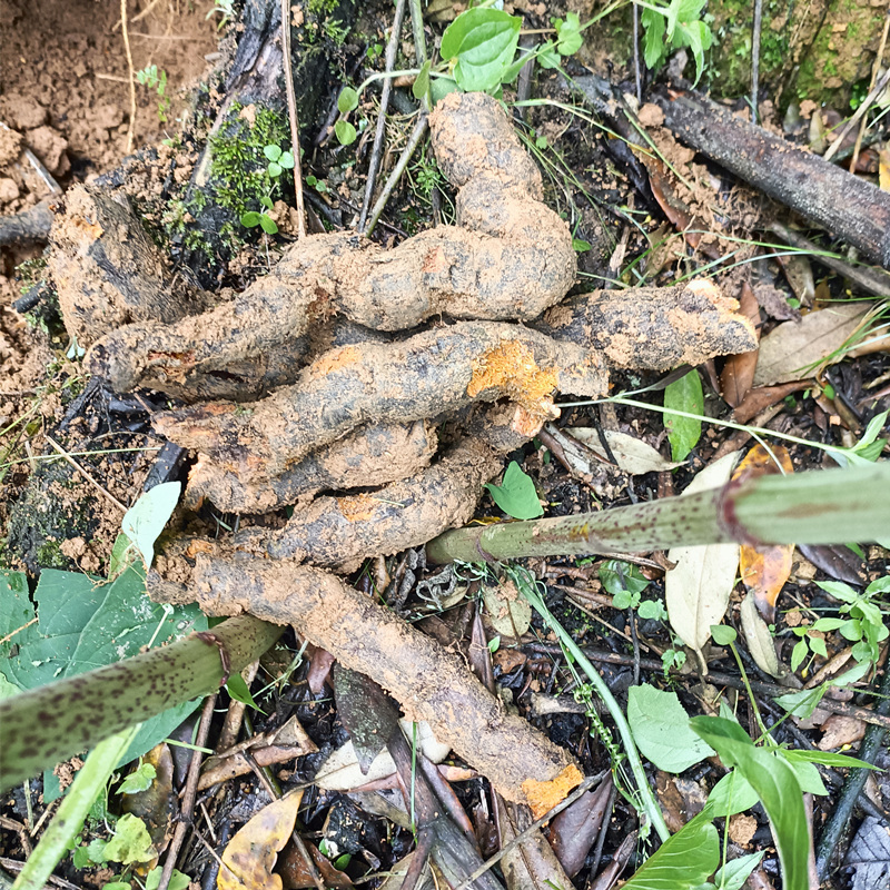 贵州深山虎杖 酸汤梗 酸筒杆花斑竹斑杖根酸桶笋黄地喻虎杖根酸杆 - 图0