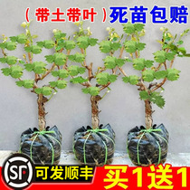 Grape Trees SUNSHINE ROSE GIANT PEAK GRAPE MIAO SAPPHIRE REPTILE TREE SAPLING POTTED COURTYARD NORTH SOUTHERN CULTIVATION
