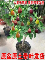 Figs Tree Sapling Potted Fruits Seedlings Dwarf Megacia Porch Red South North Balcony Planted Earth Results Back Year Results