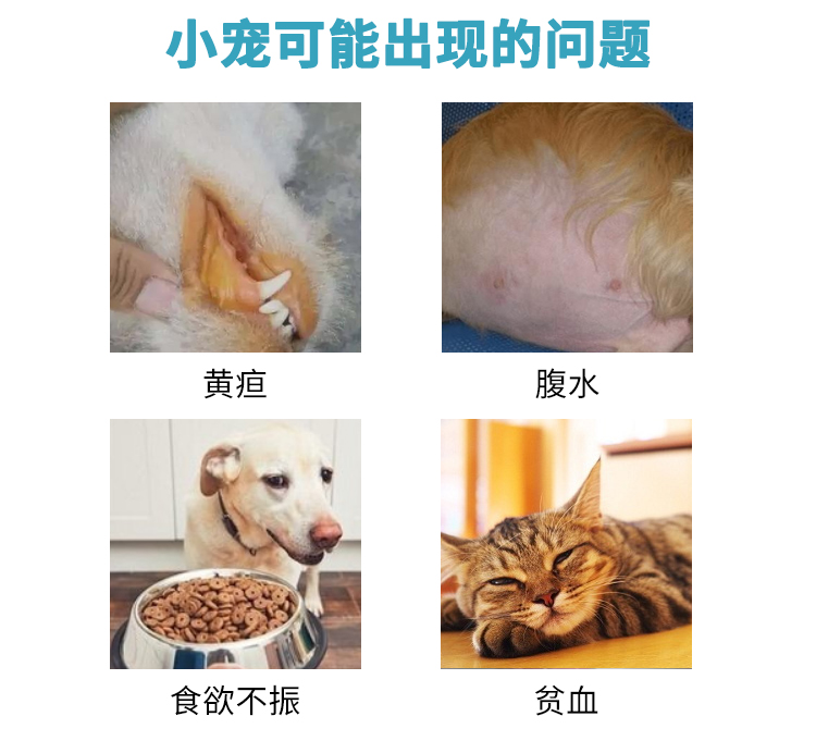 丹诺仕护肝片Denosyl丹诺士宠物猫咪狗狗退黄片黄疸腹水肝脏补血 - 图1