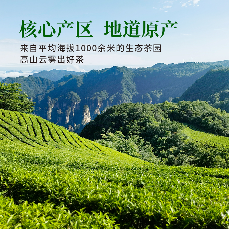 2024新茶上市低因绿茶脱咖啡因浓香型绿茶包茶叶无糖0添加袋泡茶