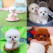 Pure Breed Ratio Bear Puppies Live Real Dogs Big-dog Teddy Dogs Small Dog Teacup Dogs Bombdog White Pet Dogs