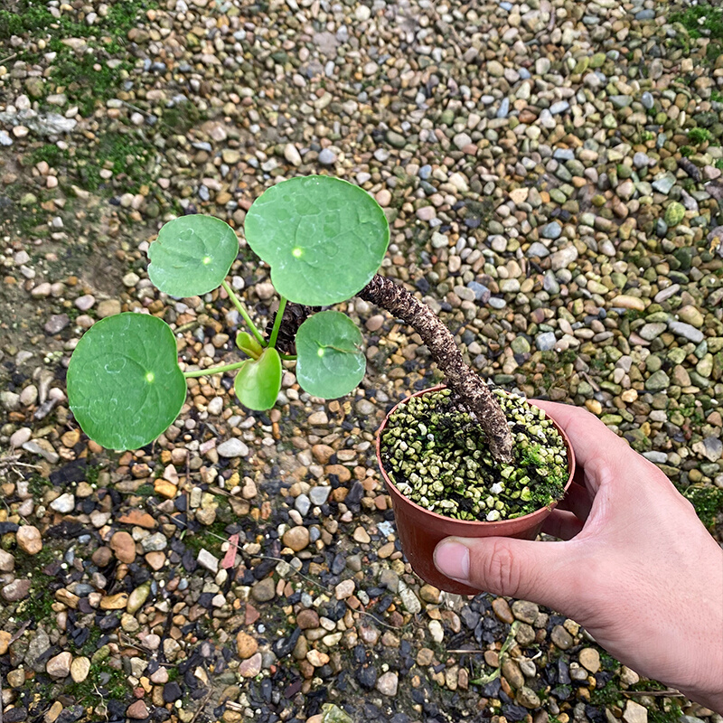 老桩 镜面草 网红多肉植物吸毒草金线老桩铜钱草盆栽北欧风办公桌