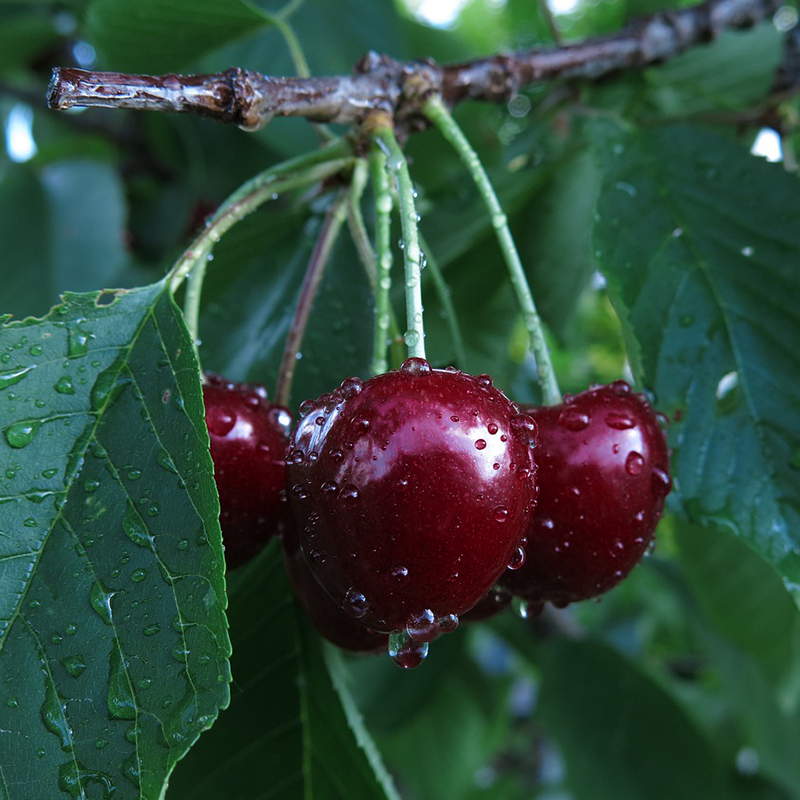 【鲜密探】智利车厘子新鲜水果樱桃包邮礼盒应当季时令现货,淘宝优惠券,粉丝福利购,淘宝优惠卷