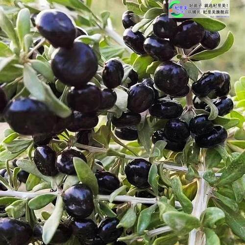 黑枸杞红枸杞树苗盆栽食用南北方地栽盆栽水果黄枸杞当年结果树苗 - 图3