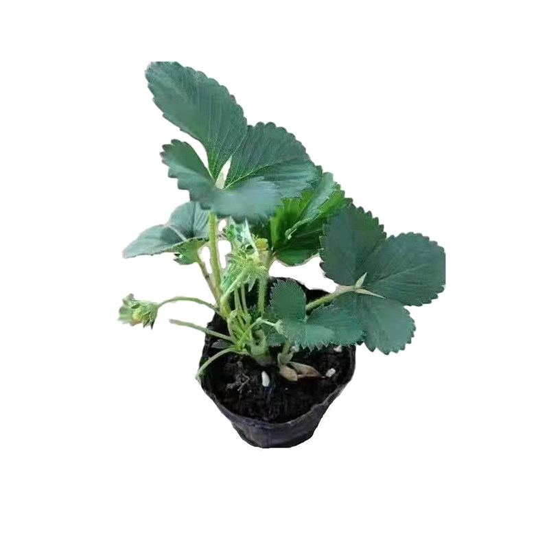 正宗香蕉草莓苗特甜盆栽地栽南北方种植特大果新品种四季草莓秧苗,淘宝优惠券,粉丝福利购,淘宝优惠卷