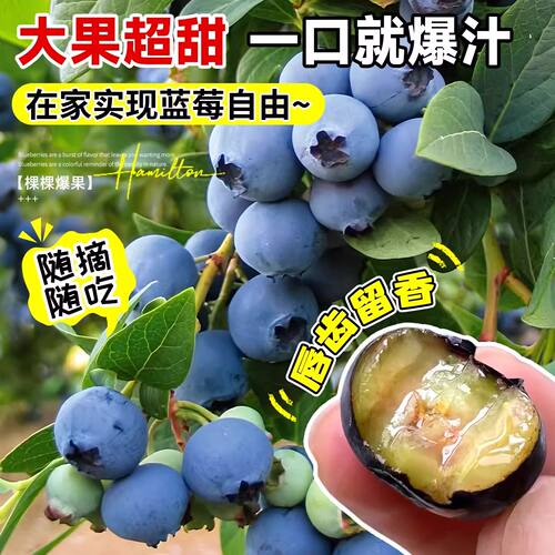 蓝莓树果苗盆栽蓝梅苗特大号带果室内阳台地栽耐寒南北方四季结果 - 图2
