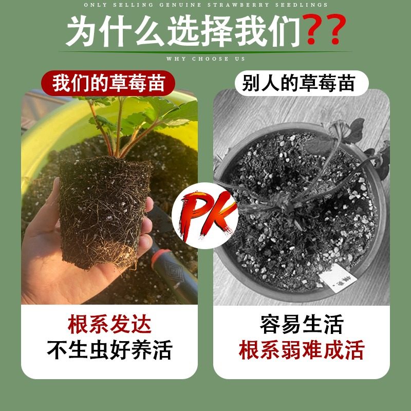 草莓苗秧四季结果盆栽种子穴盘苗奶油特大号优质玄玉红颜隋珠,淘宝优惠券,粉丝福利购,淘宝优惠卷