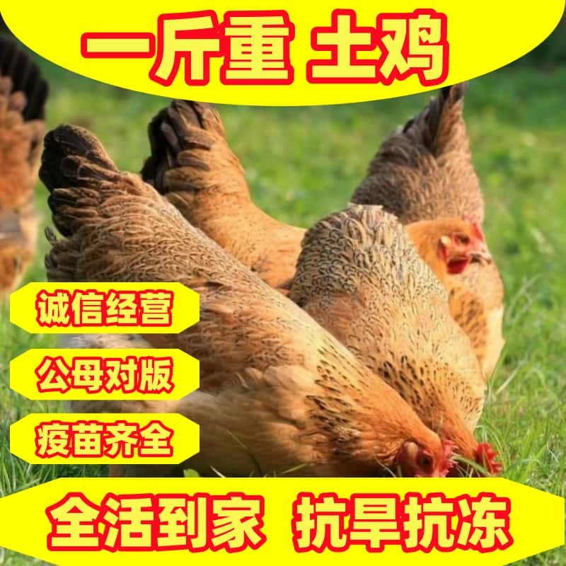 半大散养笨鸡散养土鸡青脚鸡麻羽鸡绿壳蛋鸡五黑鸡芦花鸡纯种 - 图3