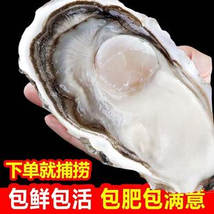 【鲜活包肥】山东生蚝特大牡蛎新鲜