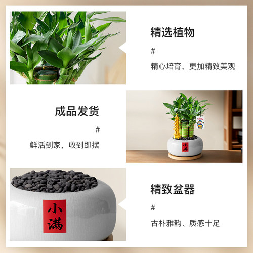 文昌竹室内桌面绿植富贵竹小盆栽水培文昌竹办公书房植物摆件四季 - 图2