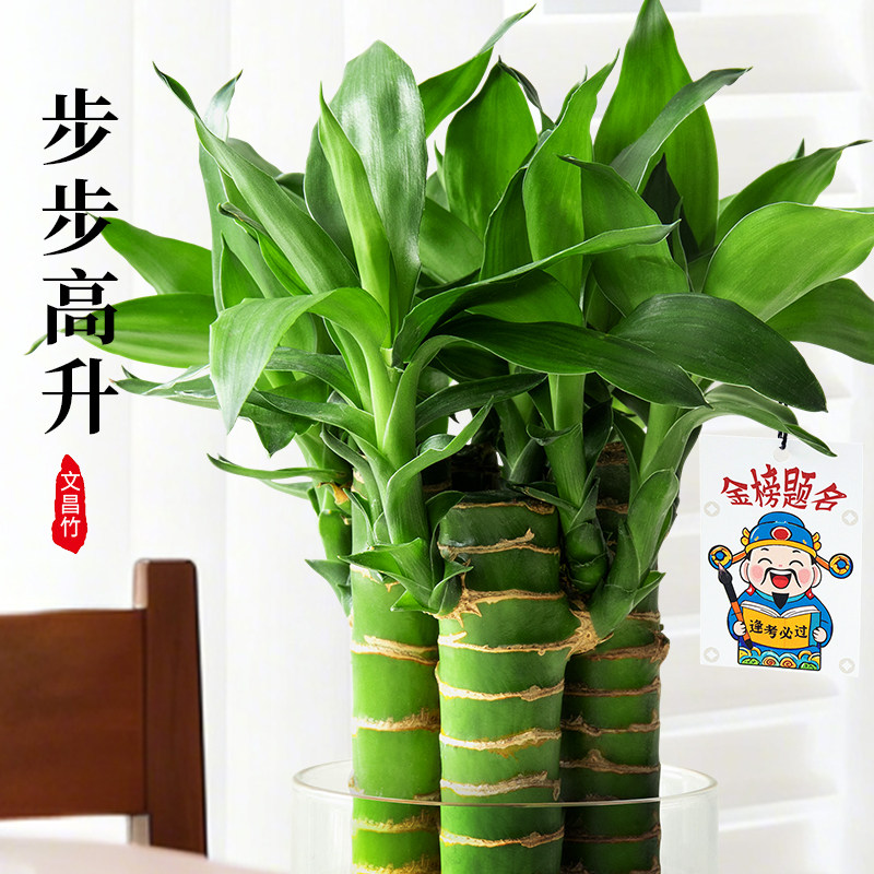 水培文昌竹4支金榜题名植物小盆栽高考书桌绿植室内桌面水养易活,淘宝优惠券,粉丝福利购,淘宝优惠卷