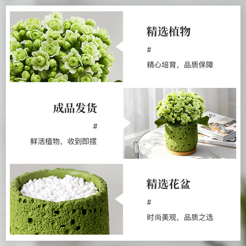 绿巴黎长寿花多肉盆栽室内客厅重瓣花卉植物办公室桌面绿植好养活 - 图3