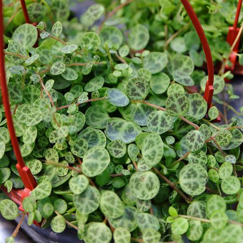 纽扣椒草雨林缸造景垂吊藤蔓多肉植物室内阳台绿植盆栽净化空气 - 图1