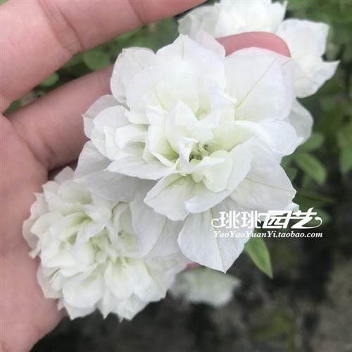 新品矮牵牛重瓣花苗藤蔓垂吊伊丽莎白冰淡紫玛丽亚苏糖系列12cm盆-图2