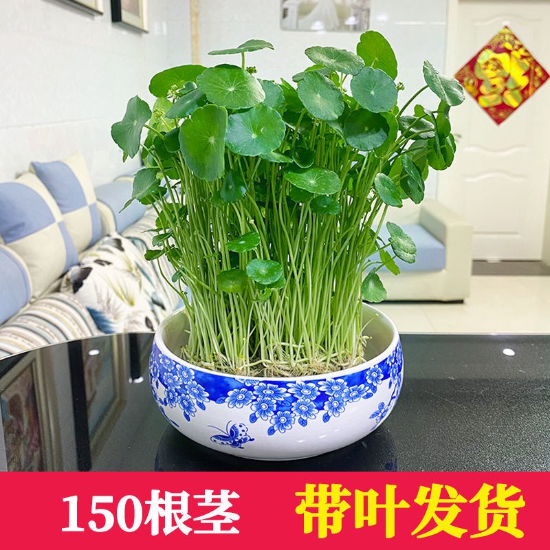 铜钱草招财办公室桌面盆栽金钱草花卉室内水培植物净化空气绿植 - 图2