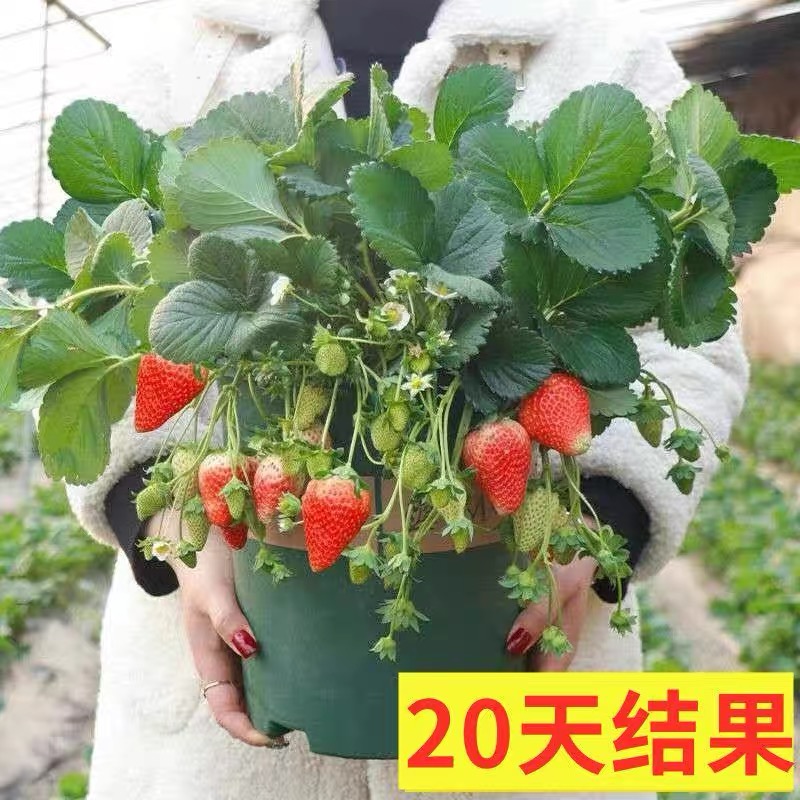 四季草莓奶油红颜草莓秧大棚种植草莓盆栽当年结果新苗带土果苗 - 图3