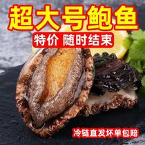 Live abalone extra-large frozen seafood extra-large abalone commercial fresh quick-frozen aquatic Dalian non-abalone working body