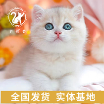 (Deposit) blue gold asymptotic short hairy English short kitty living pure breed young cat pet CFA cat house