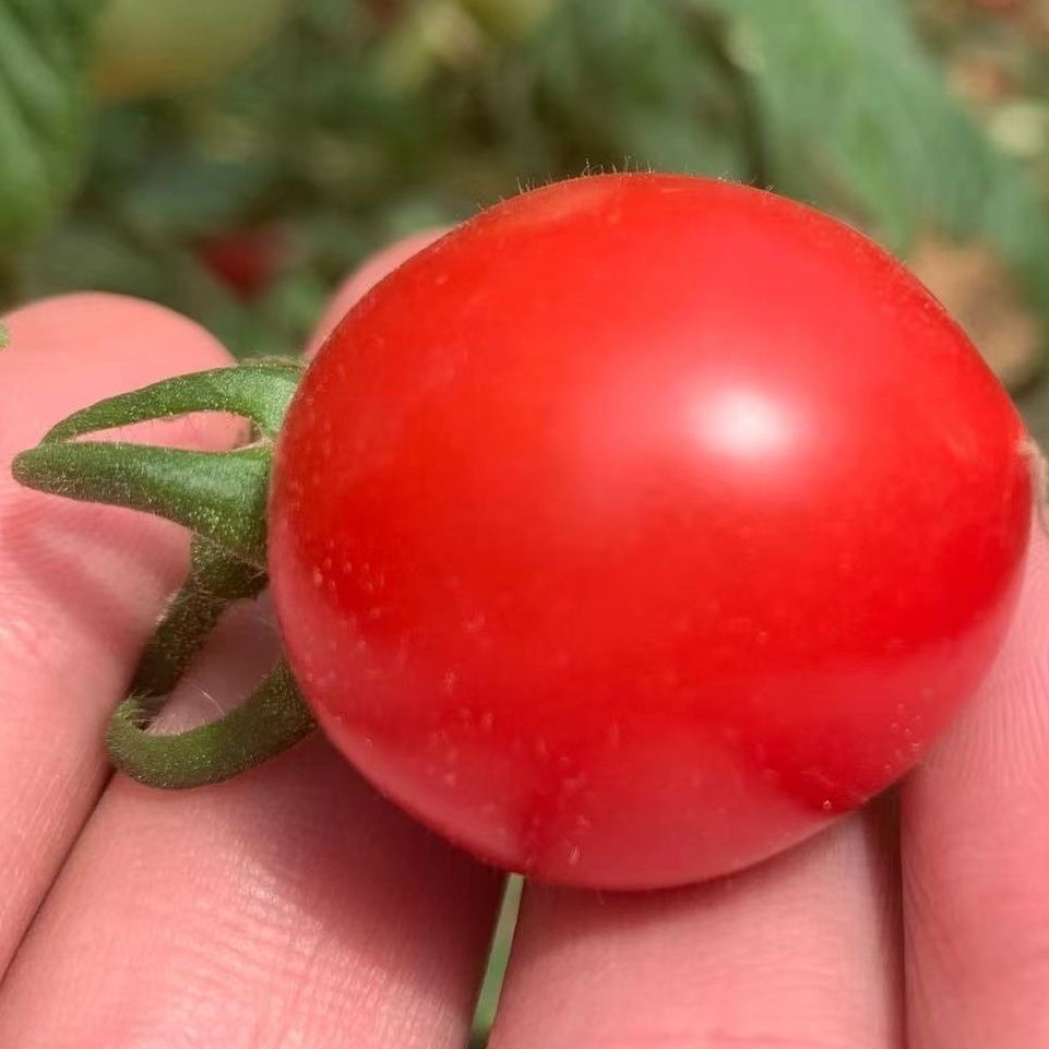 寿光粉贝贝小番茄圣女果秧苗盆栽苗西红柿蔬菜苗子四季种苗 - 图1