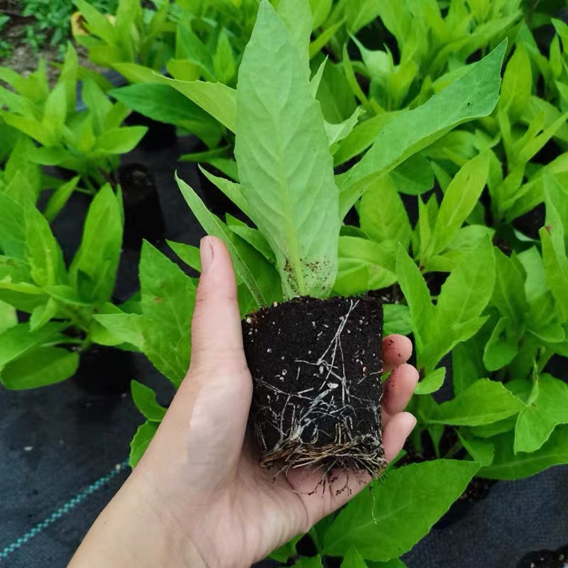 明月草秧苗草可食用盆栽蔬菜四季菜四季好养白背菜健康草金鸡毛草