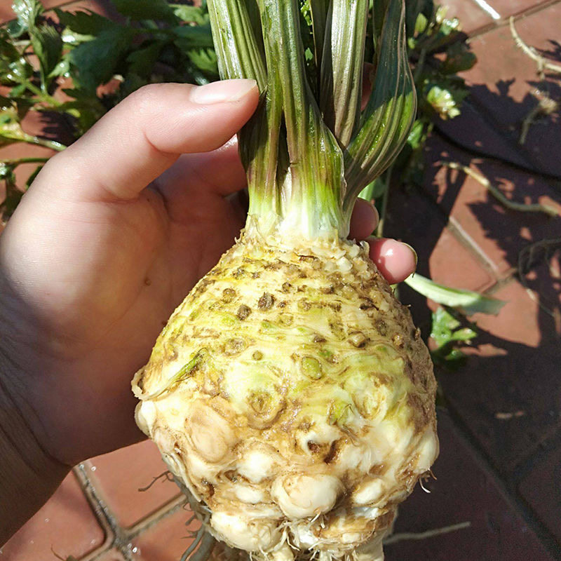 根芹苗特色蔬菜幼苗大疙瘩老桩种球菜苗种子芹菜根栽培春季种籽