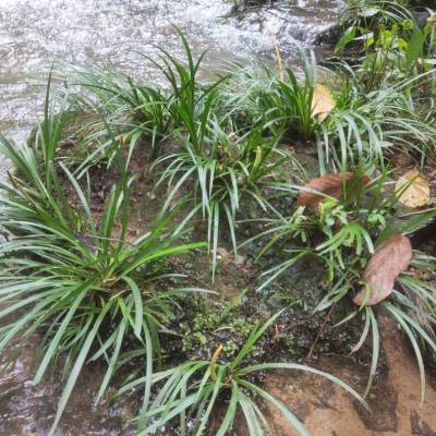 石菖蒲附石龙根菖蒲草水培盆景植物假山植被室内外微景观庭院绿植 - 图0