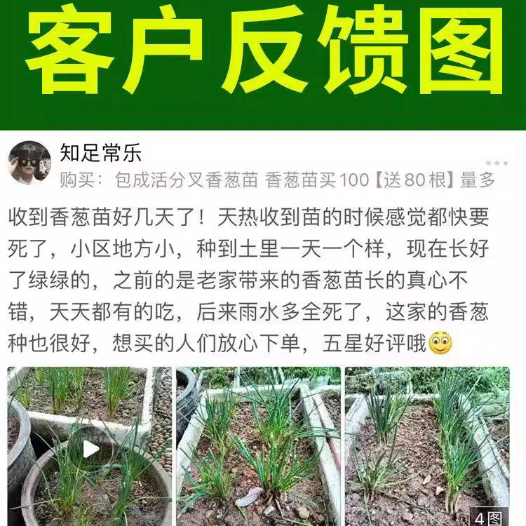 正宗【广西】四季小香葱苗分葱苗带根苗盆栽农田蔬菜种植现拔现发,淘宝优惠券,粉丝福利购,淘宝优惠卷