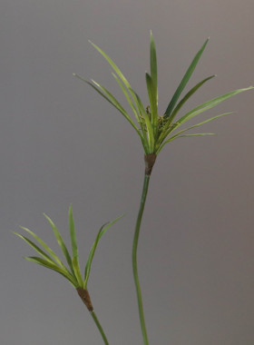 石斛风车草水棕竹柳条伞沙草