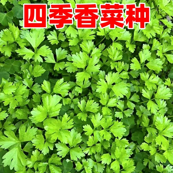 A complete collection of fast-growing coriander seeds and old varieties of vegetable seeds