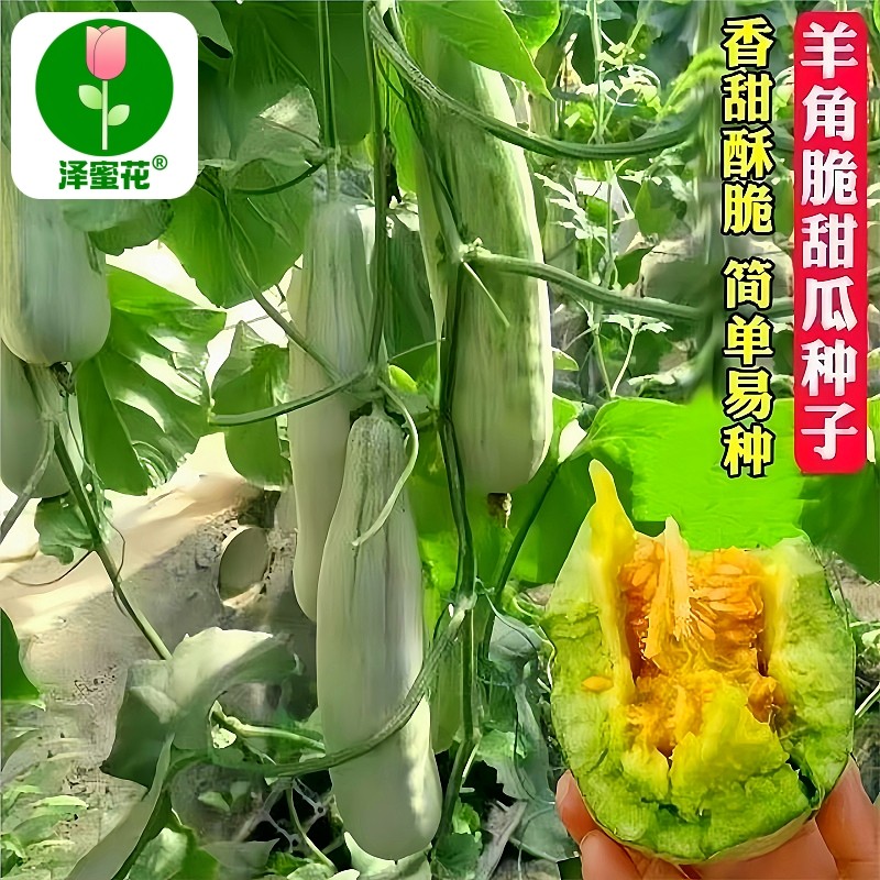 羊角酥瓜甜瓜种子四季播田园阳台盆栽薄皮甜羊角脆羊角蜜香瓜种苗,淘宝优惠券,粉丝福利购,淘宝优惠卷