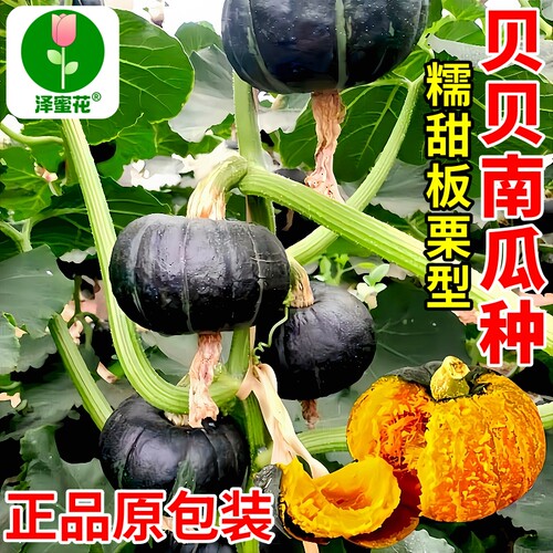 绿贝贝南瓜种子大全四季高产正宗板栗味迷你小南瓜种籽苗蔬菜种孑 - 图0