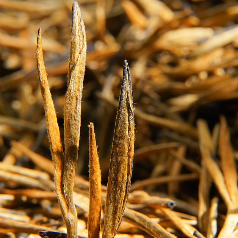 陈一凡 滇红金针蜜香特级 茶叶红茶新茶云南凤庆滇红工夫红茶袋装