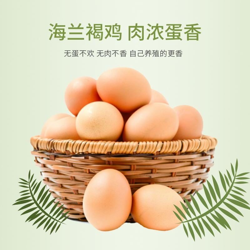 1.5斤正宗海兰褐高产蛋小鸡活苗半大青年鸡鸡苗农家散养土鸡活苗,淘宝优惠券,粉丝福利购,淘宝优惠卷