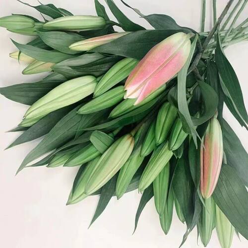 香水百合花鲜花大花苞粉色客厅四季插花水养摆件玫瑰云南基地直发 - 图1