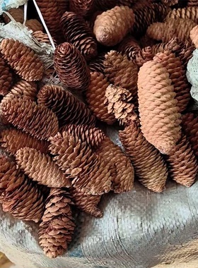 天然云杉松果干花DIY材料