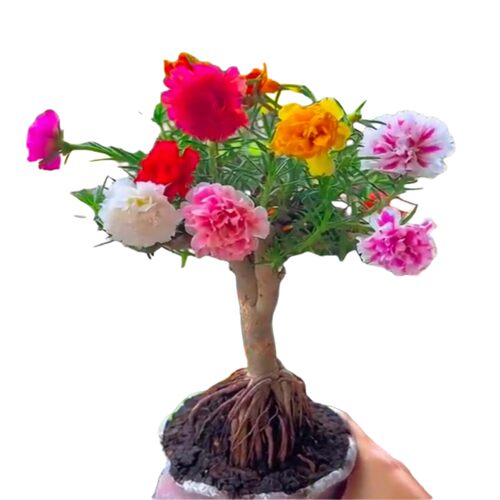 多色太阳花老桩混色太阳花老桩大花重瓣太阳花苗多年生绿植能过冬 - 图3