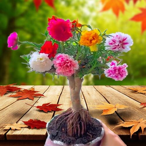 多色太阳花老桩混色太阳花老桩大花重瓣太阳花苗多年生绿植能过冬 - 图0