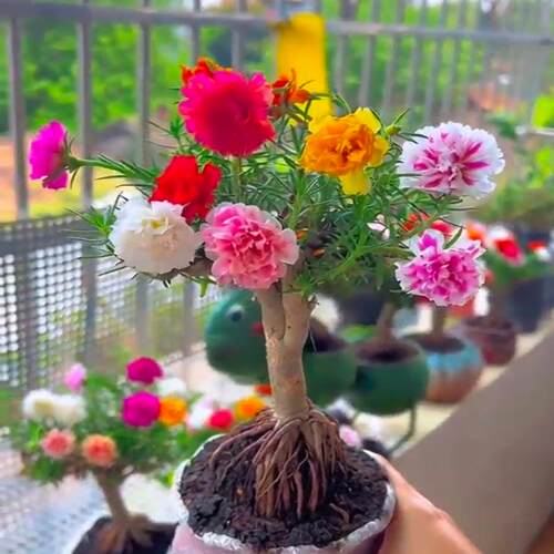 多色太阳花老桩混色太阳花老桩大花重瓣太阳花苗多年生绿植能过冬 - 图1