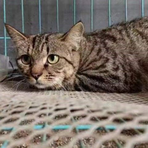 中华田园猫幼崽胖猫猫猫小猫家粘人小土猫2到3月梨花狸养网红猫咪 - 图2