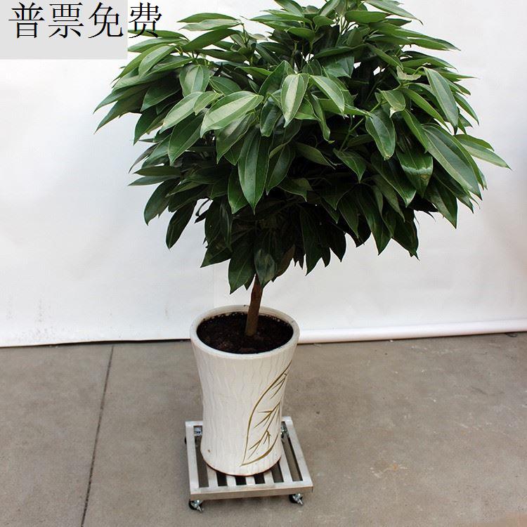 花盆支架托架万向底座方形移动托盘带万向轮不锈钢底盘带轮子花架 - 图3