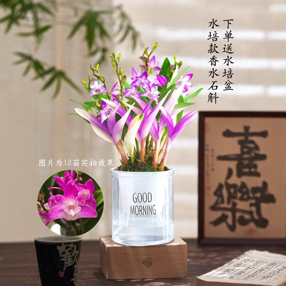 七彩香水石斛兰花冬季好养绿植浓香型石斛改善睡眠净化空气绿植,淘宝优惠券,粉丝福利购,淘宝优惠卷