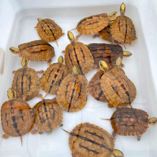 正宗纯种金钱龟招财吃菜石金钱龟长寿情侣观赏深水小宠物乌龟活物